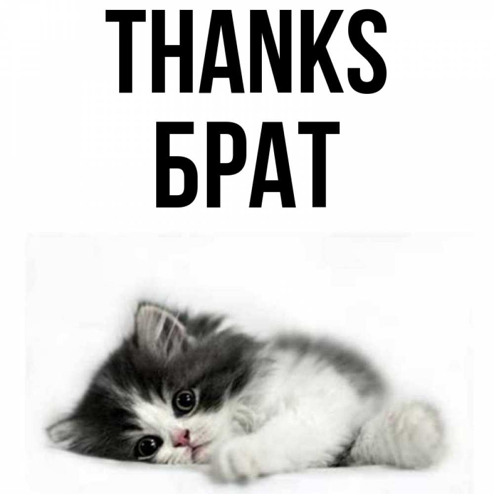 Greetings card с именем, Брат Thanks черный и белый кот Greetings with text for free download 