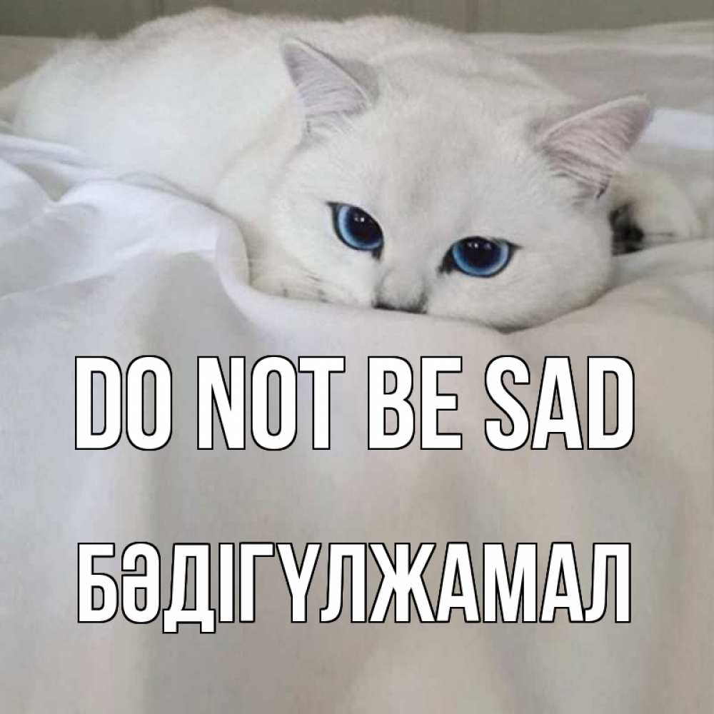 Greetings card с именем, БӘДІГҮЛЖАМАЛ Do not be sad белый кот с голубыми глазами на белоснежной кровати Greetings with text for free download 