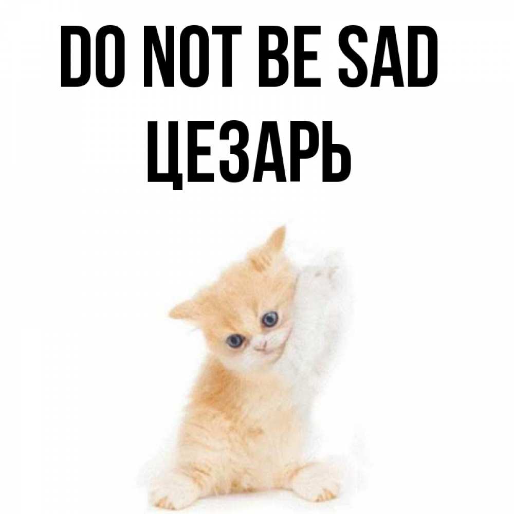 Greetings card с именем, Цезарь Do not be sad просящий кот Greetings with text for free download 