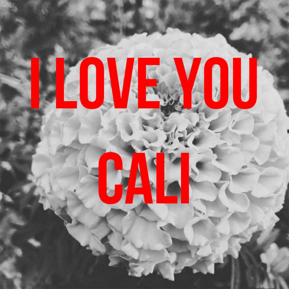 Greetings card с именем, Cali I love you подпись Greetings with text for free download 