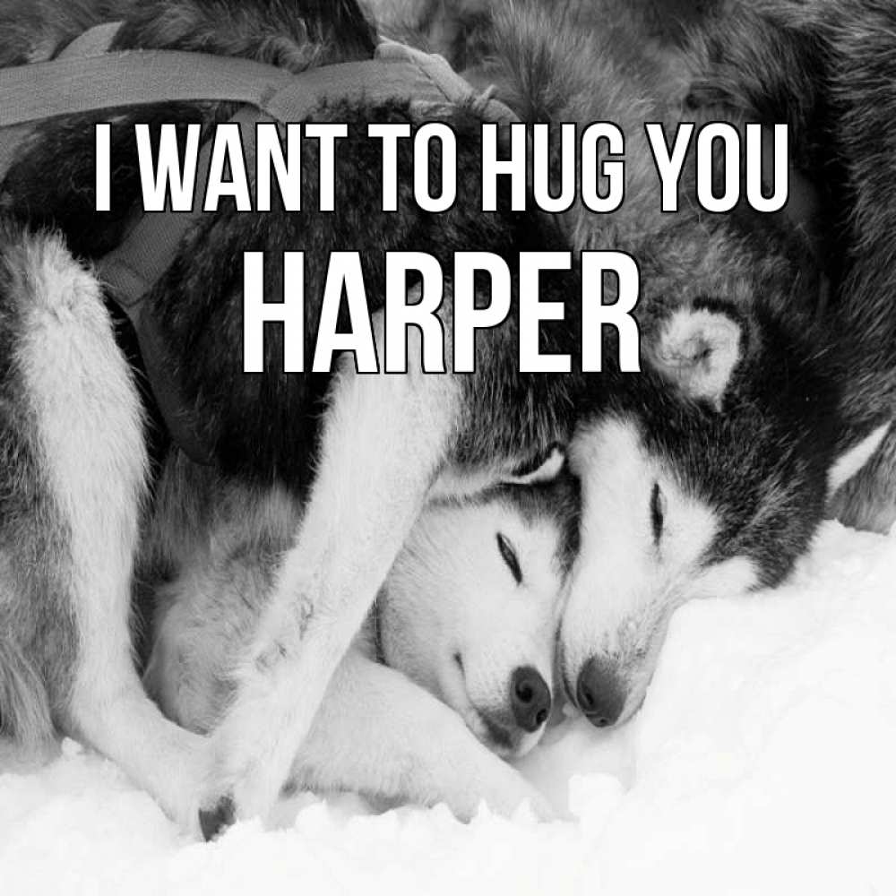 Greetings card с именем, Harper I want to hug you собачки в упряжке Greetings with text for free download 
