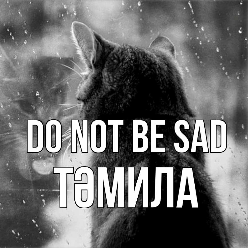 Greetings card с именем, ТӘМИЛА Do not be sad отражение кота 1 Greetings with text for free download 