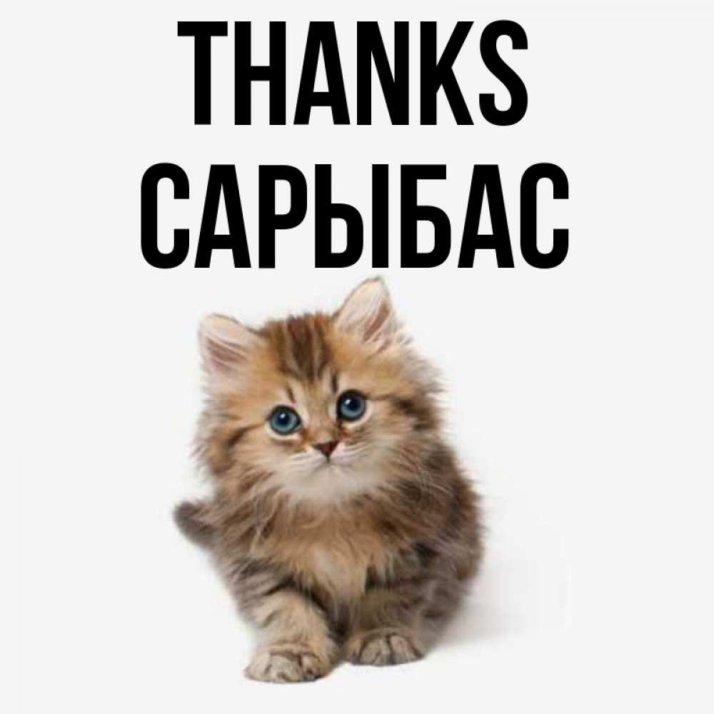 Greetings card с именем, САРЫБАС Thanks пушистый котик Greetings with text for free download 