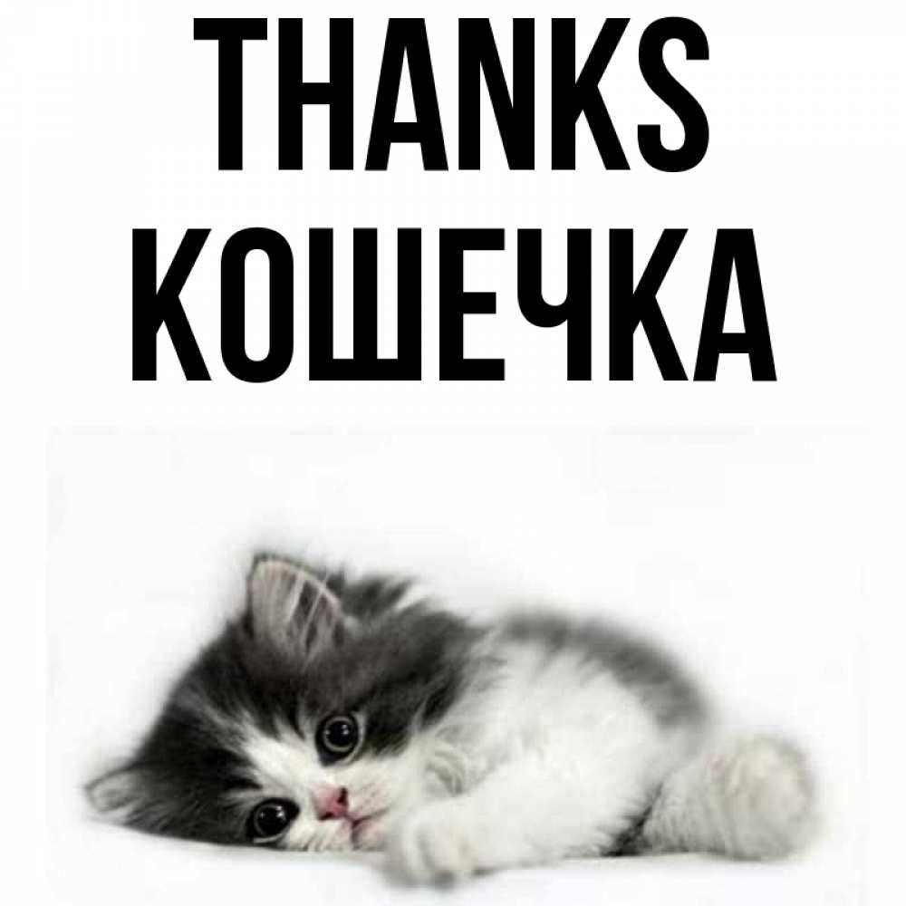 Greetings card с именем, Кошечка Thanks черный и белый кот Greetings with text for free download 