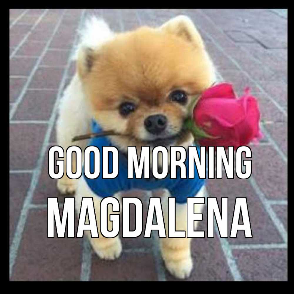 Greetings card с именем, Magdalena Good morning роза в зубах Greetings with text for free download 