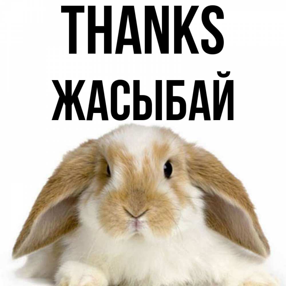 Greetings card с именем, Жасыбай Thanks коричнево белый заяц Greetings with text for free download 