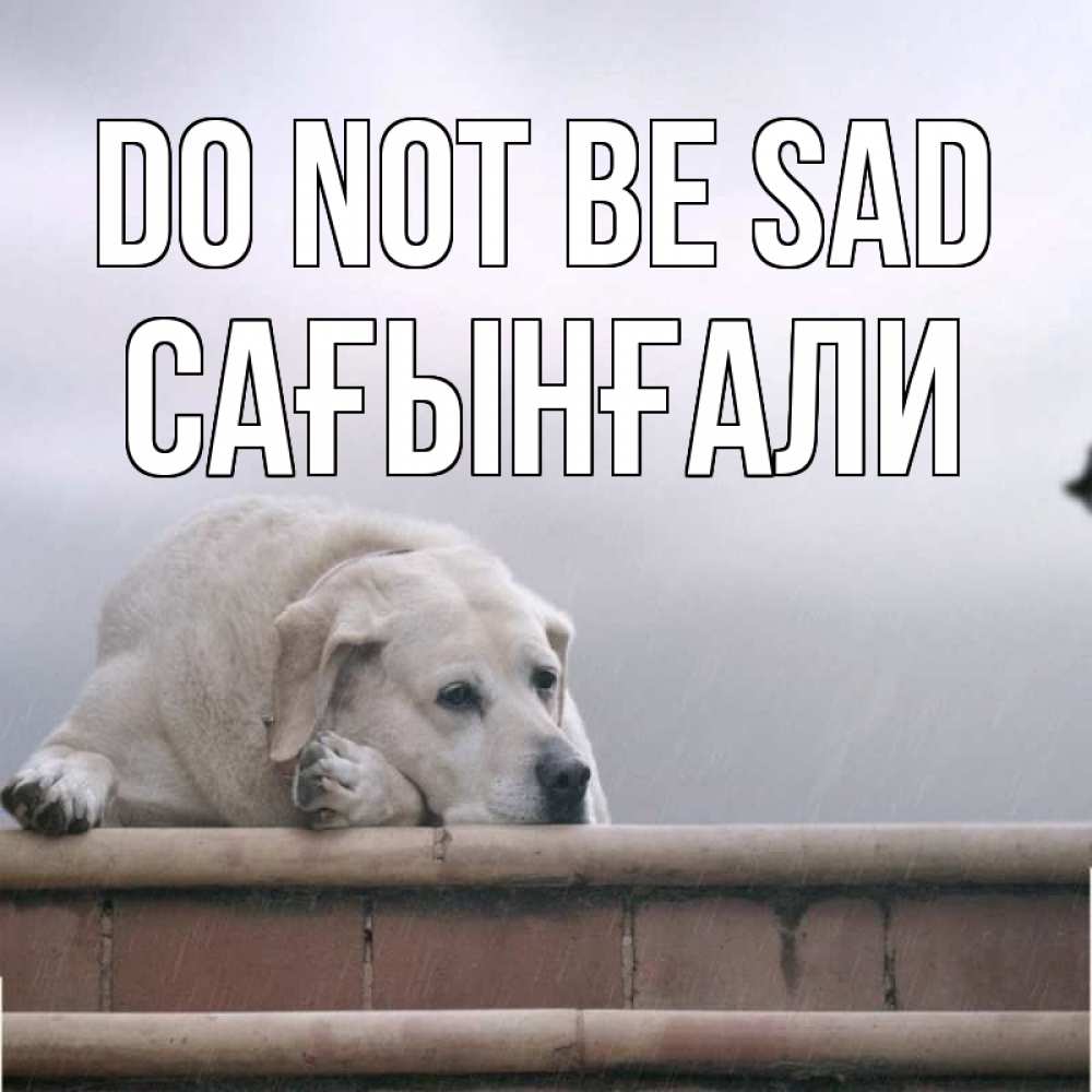 Greetings card с именем, Сағынғали Do not be sad белый пес 1 Greetings with text for free download 