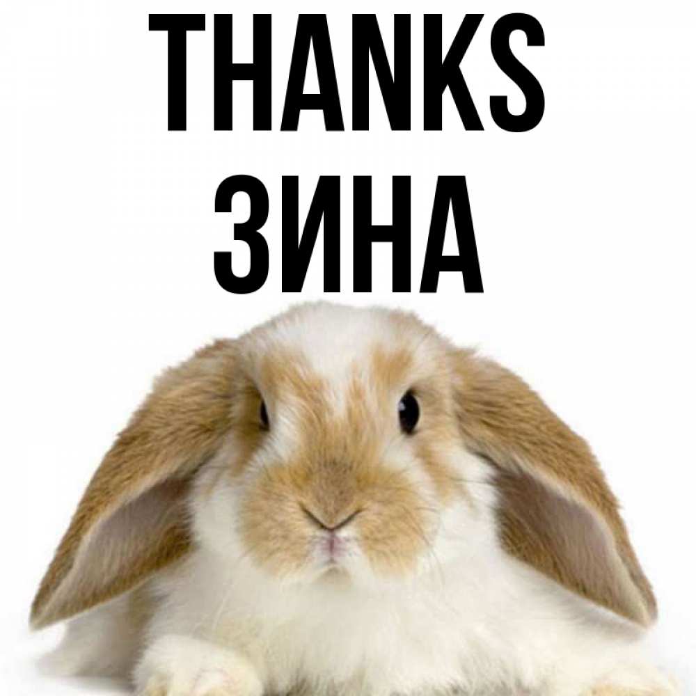 Greetings card с именем, Зина Thanks коричнево белый заяц Greetings with text for free download 