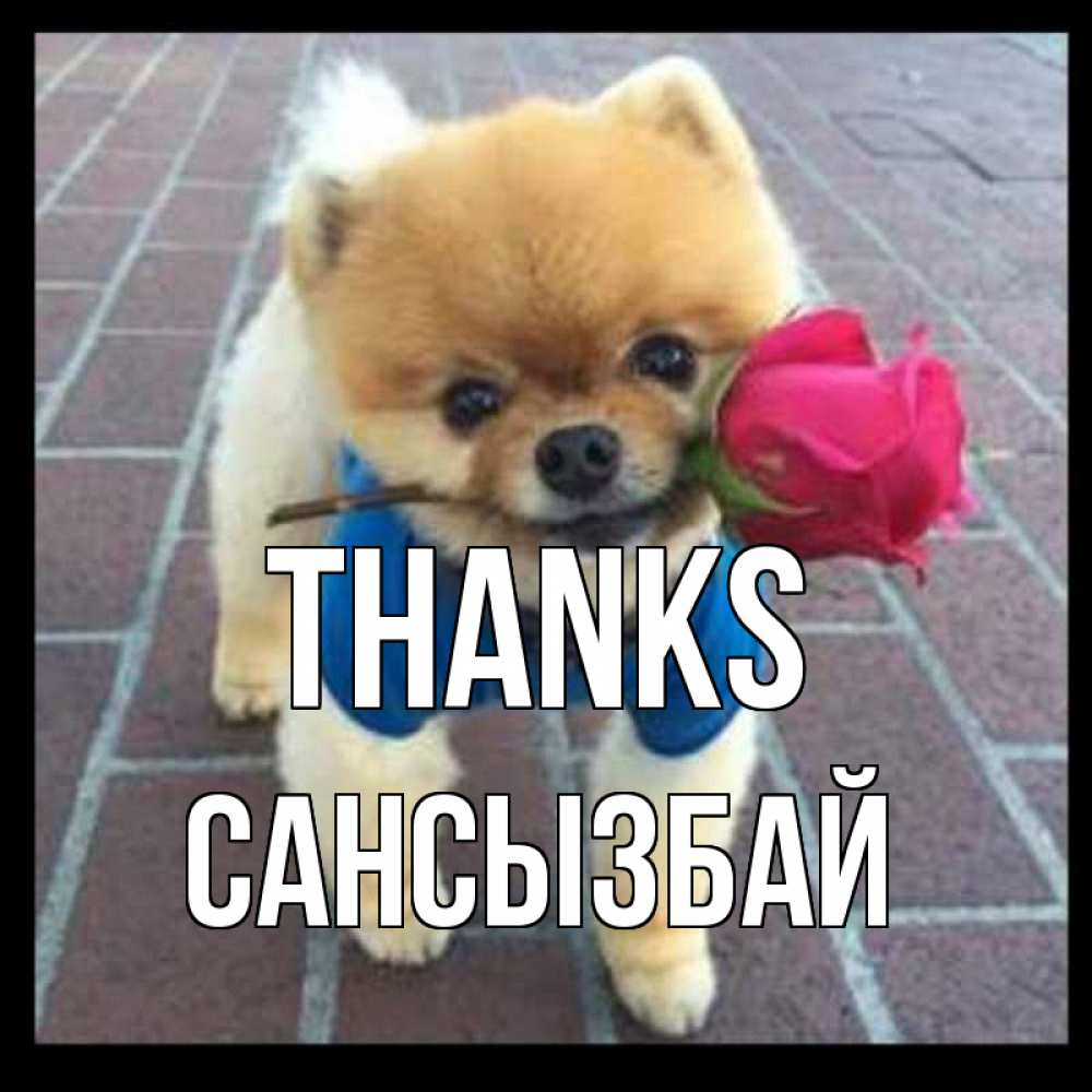 Greetings card с именем, САНСЫЗБАЙ Thanks спасибо и дарю тебе цветок Greetings with text for free download 