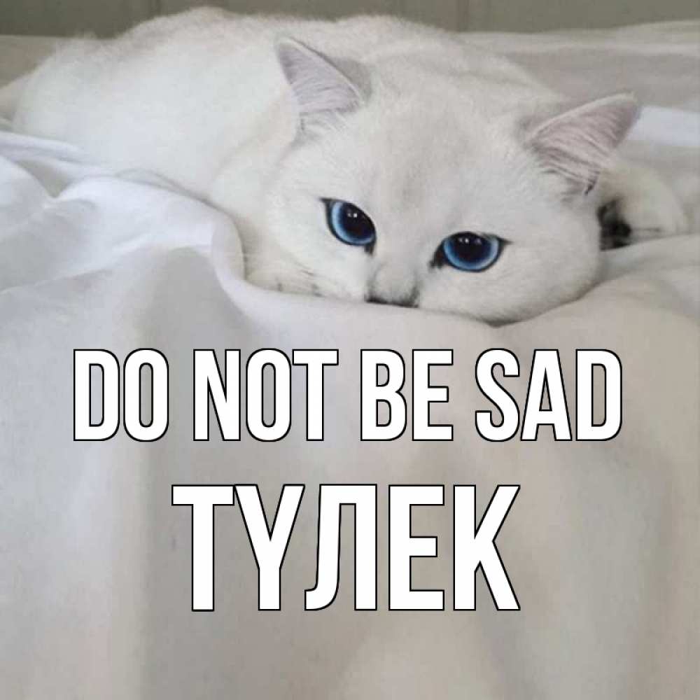 Greetings card с именем, ТҮЛЕК Do not be sad белый кот с голубыми глазами на белоснежной кровати Greetings with text for free download 