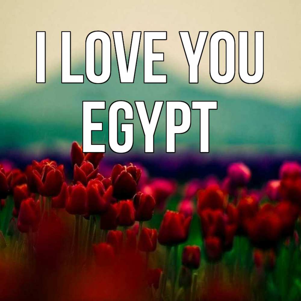 Greetings card с именем, Egypt I love you тюльпаны 4 Greetings with text for free download 