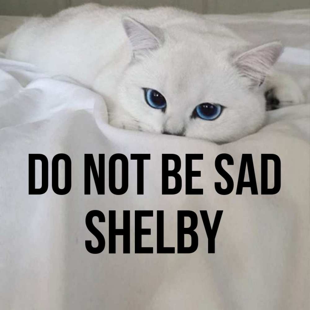Greetings card с именем, Shelby Do not be sad Голубоглазая кошка Greetings with text for free download 
