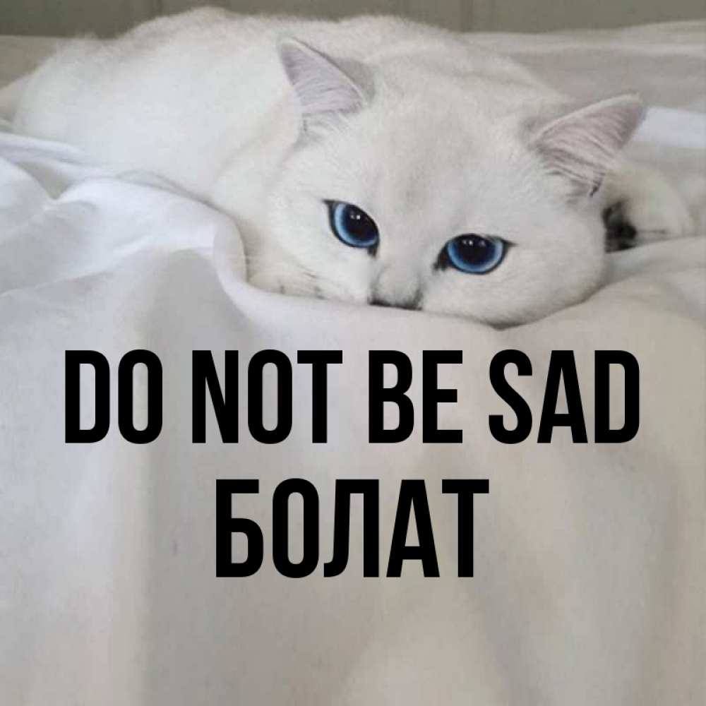 Greetings card с именем, Болат Do not be sad Голубоглазая кошка Greetings with text for free download 