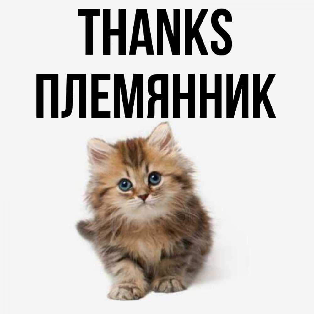 Greetings card с именем, Племянник Thanks пушистый котик Greetings with text for free download 