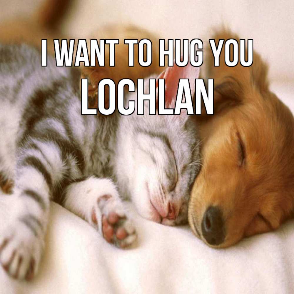 Greetings card с именем, Lochlan I want to hug you пес и котенок Greetings with text for free download 