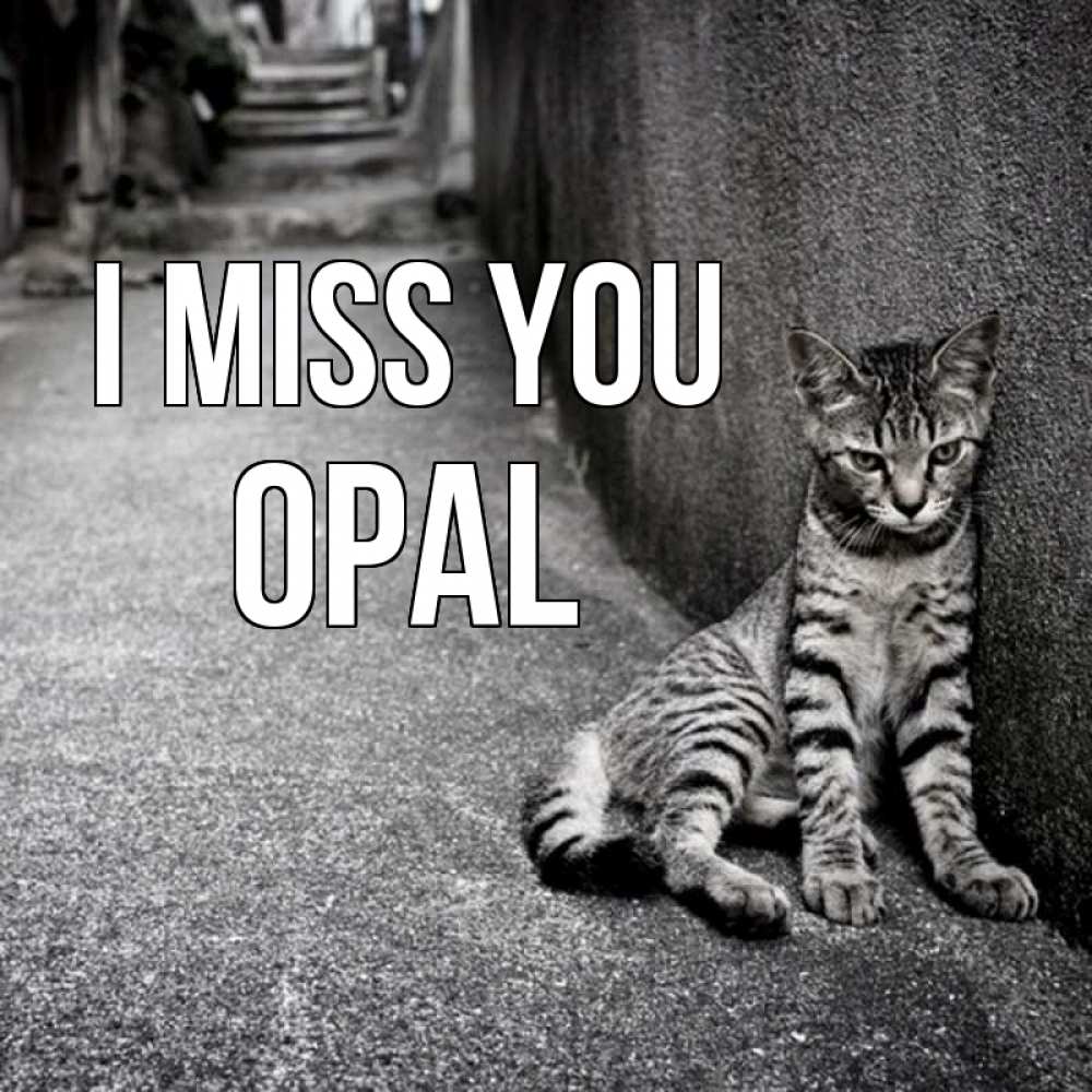 Greetings card с именем, Opal I miss you одиноко котику Greetings with text for free download 