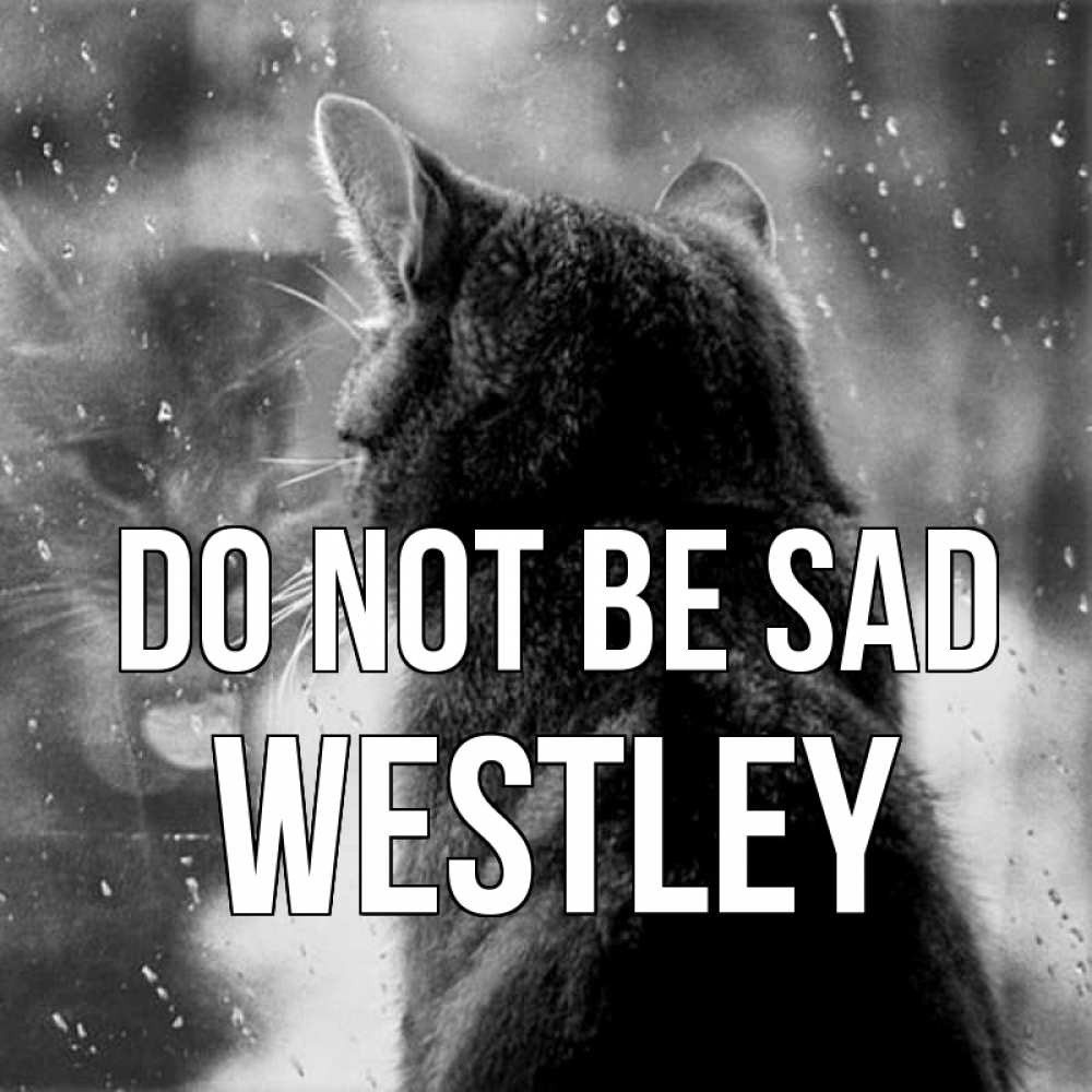Greetings card с именем, Westley Do not be sad отражение кота 1 Greetings with text for free download 