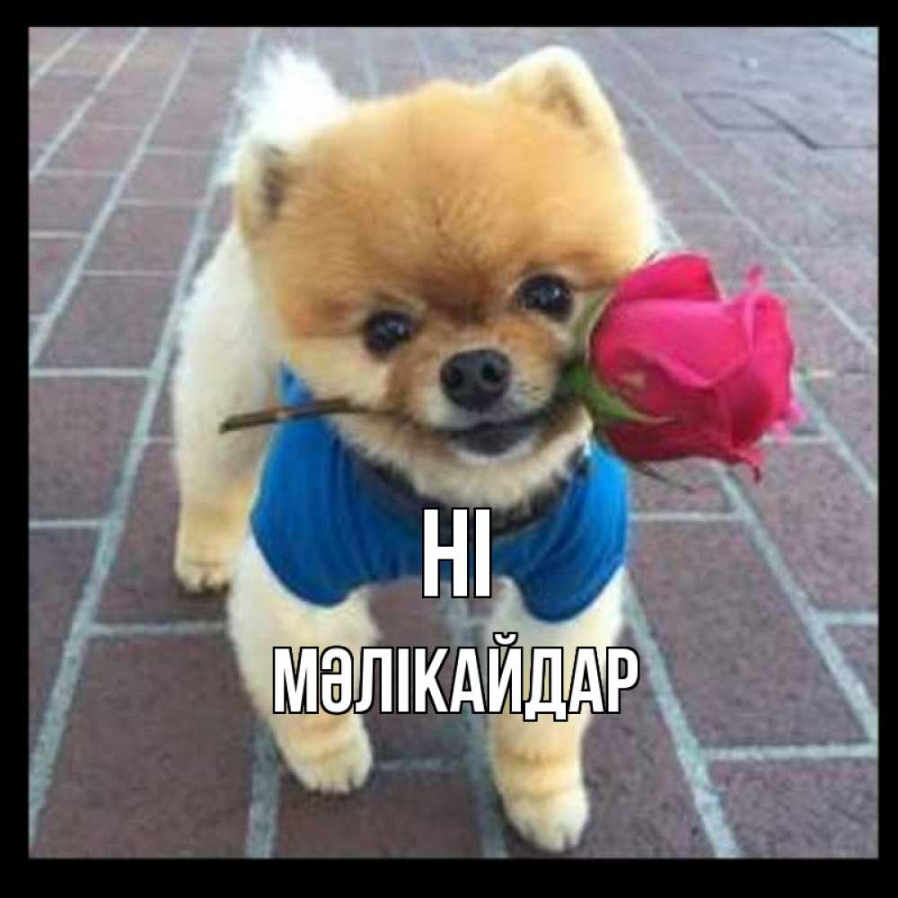 Greetings card с именем, МӘЛІКАЙДАР Hi роза в зубах у собаки Greetings with text for free download 