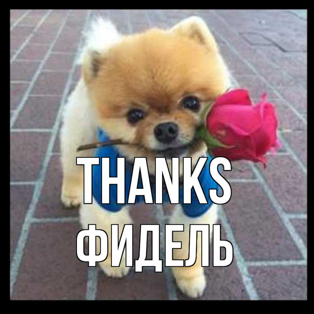 Greetings card с именем, Фидель Thanks спасибо и дарю тебе цветок Greetings with text for free download 