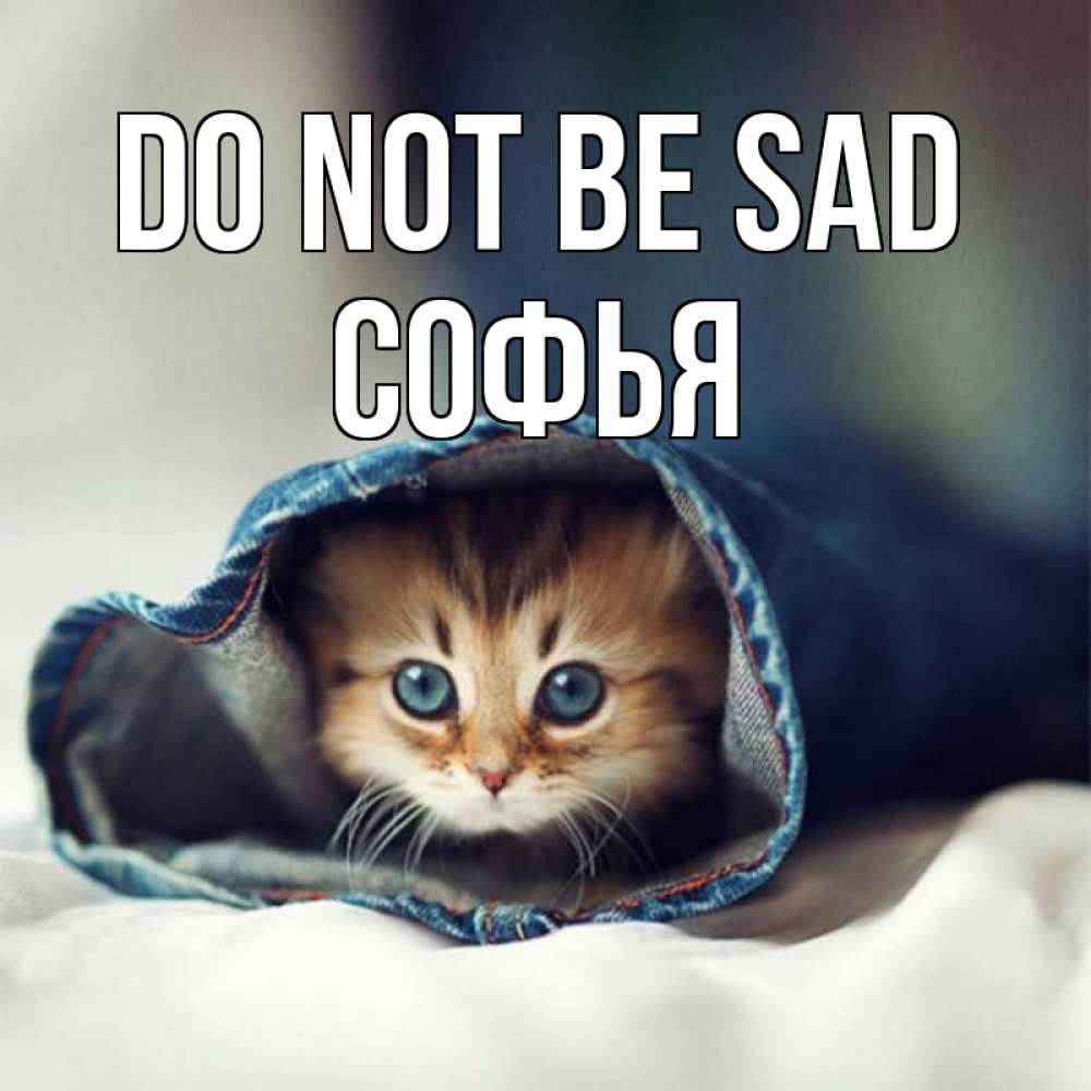 Greetings card с именем, Софья Do not be sad кот в одежде Greetings with text for free download 