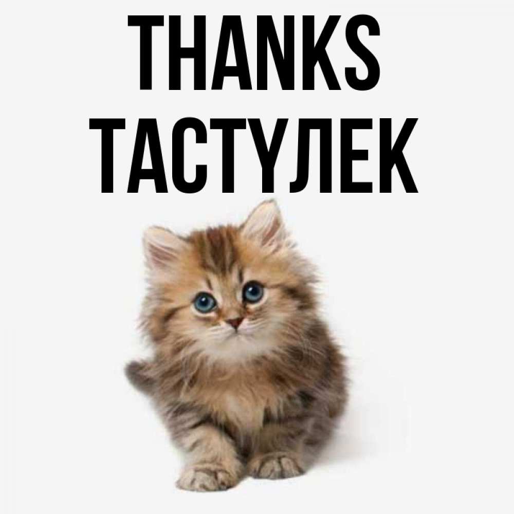 Greetings card с именем, ТАСТҮЛЕК Thanks пушистый котик Greetings with text for free download 