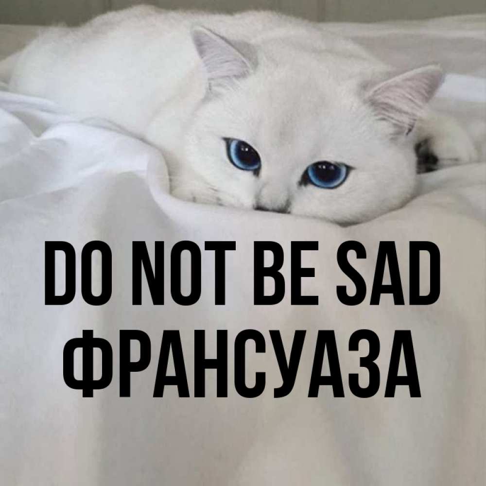 Greetings card с именем, Франсуаза Do not be sad Голубоглазая кошка Greetings with text for free download 