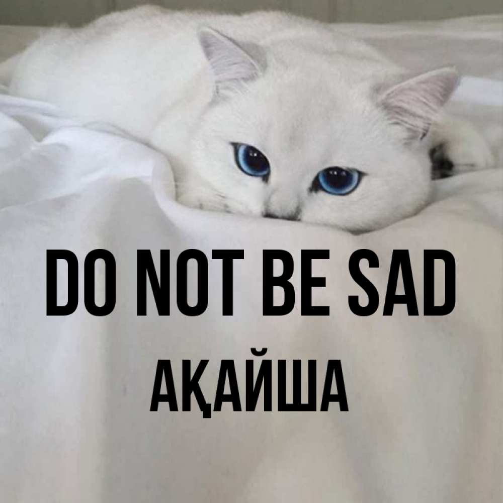 Greetings card с именем, АҚАЙША Do not be sad Голубоглазая кошка Greetings with text for free download 