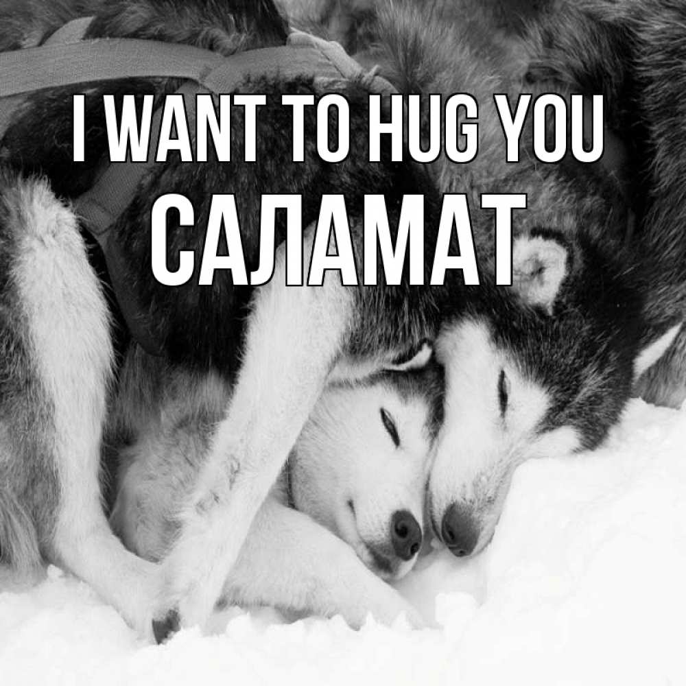 Greetings card с именем, САЛАМАТ I want to hug you собачки в упряжке Greetings with text for free download 