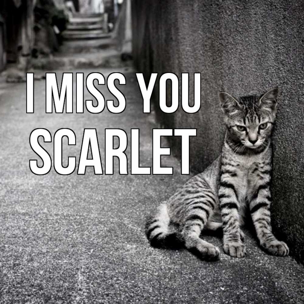 Greetings card с именем, Scarlet I miss you одиноко котику Greetings with text for free download 