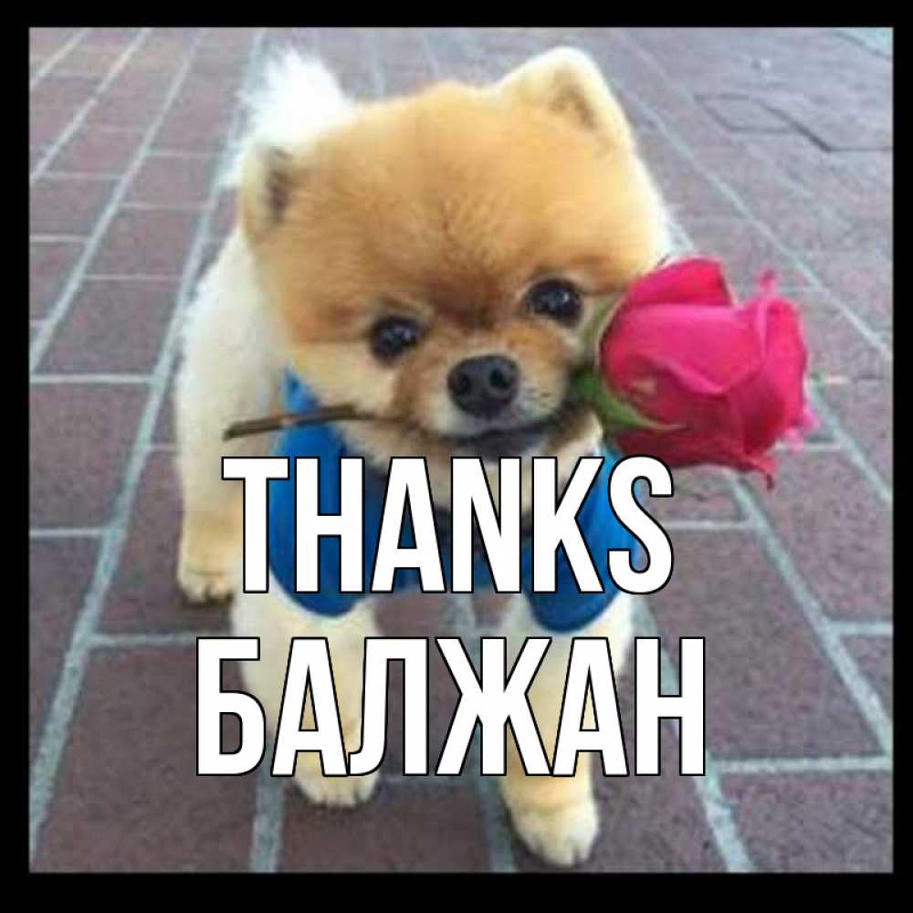 Greetings card с именем, БАЛЖАН Thanks спасибо и дарю тебе цветок Greetings with text for free download 