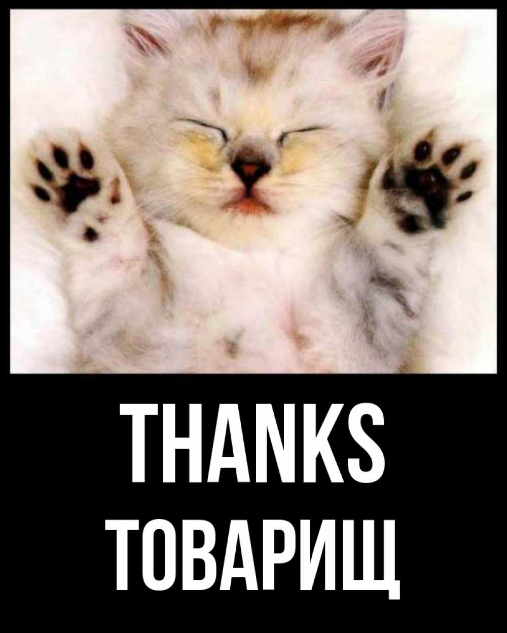 Greetings card с именем, Товарищ Thanks маленький котенок Greetings with text for free download 