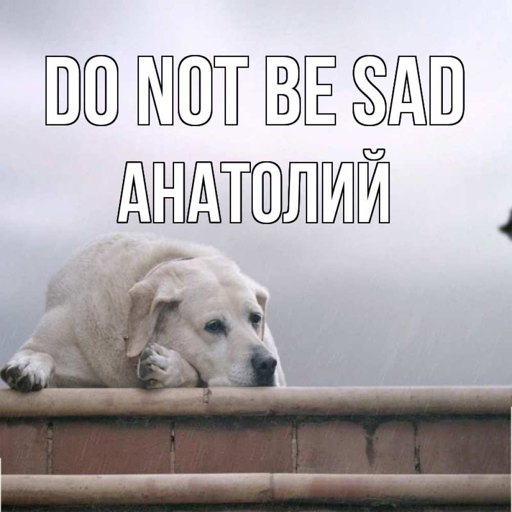 Greetings card с именем, Анатолий Do not be sad белый пес 1 Greetings with text for free download 