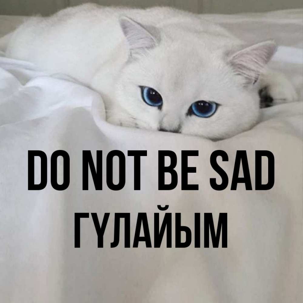 Greetings card с именем, ГҮЛАЙЫМ Do not be sad Голубоглазая кошка Greetings with text for free download 