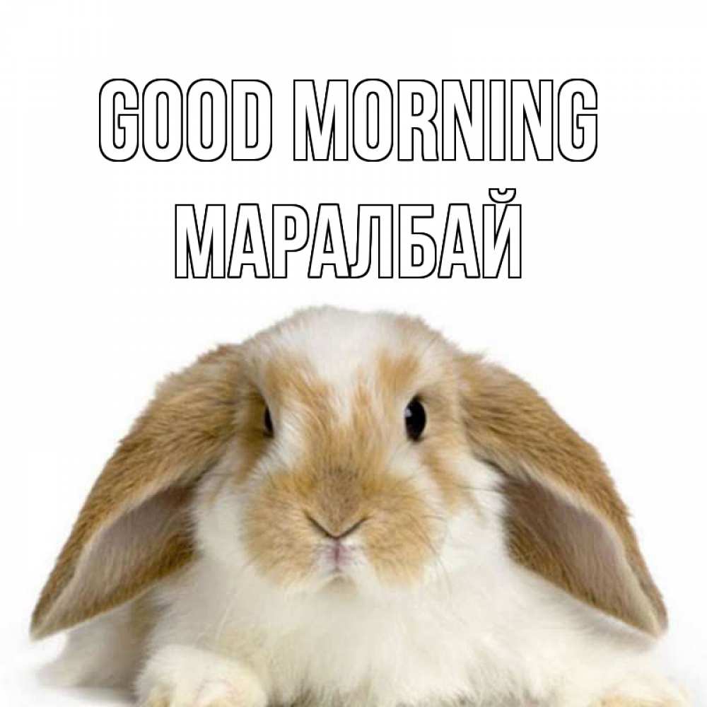 Greetings card с именем, МАРАЛБАЙ Good morning прикольные открытки на каждый день Greetings with text for free download 