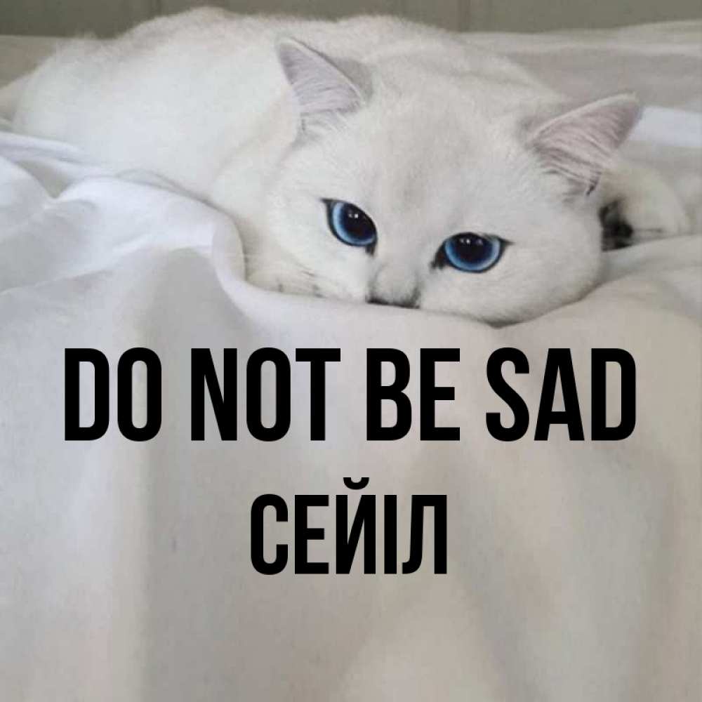 Greetings card с именем, СЕЙІЛ Do not be sad Голубоглазая кошка Greetings with text for free download 
