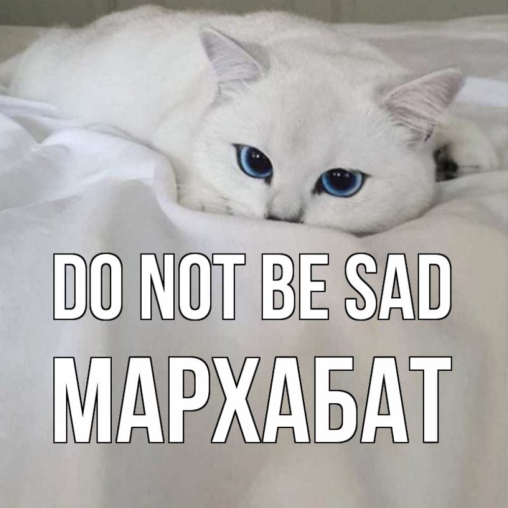Greetings card с именем, МАРХАБАТ Do not be sad белый кот с голубыми глазами на белоснежной кровати Greetings with text for free download 