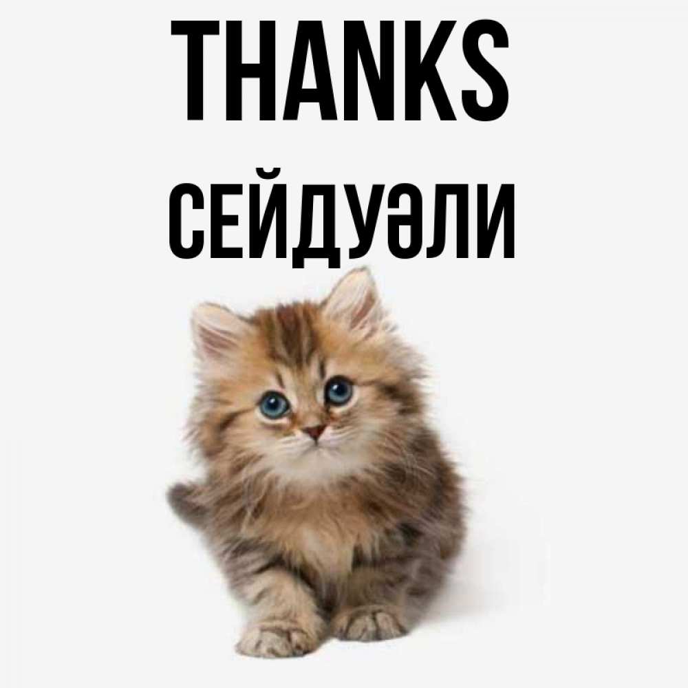 Greetings card с именем, СЕЙДУӘЛИ Thanks пушистый котик Greetings with text for free download 