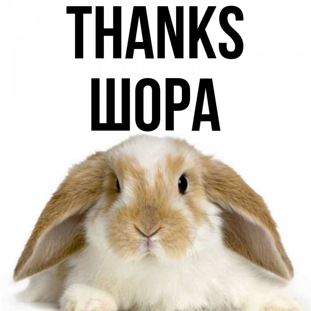 Greetings card с именем, ШОРА Thanks коричнево белый заяц Greetings with text for free download 