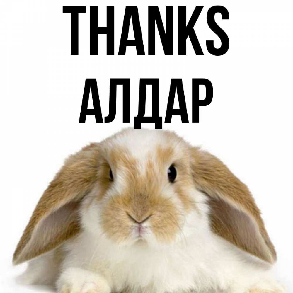 Greetings card с именем, Алдар Thanks коричнево белый заяц Greetings with text for free download 
