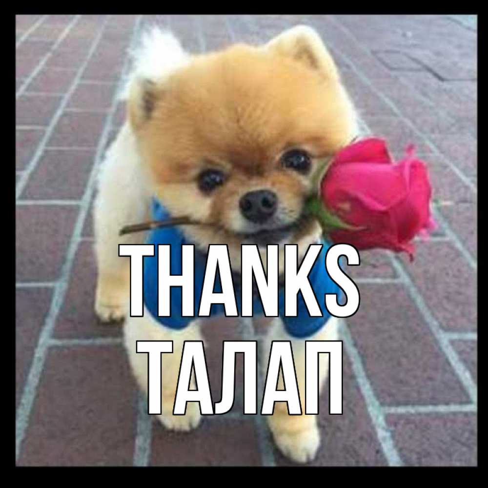 Greetings card с именем, ТАЛАП Thanks спасибо и дарю тебе цветок Greetings with text for free download 