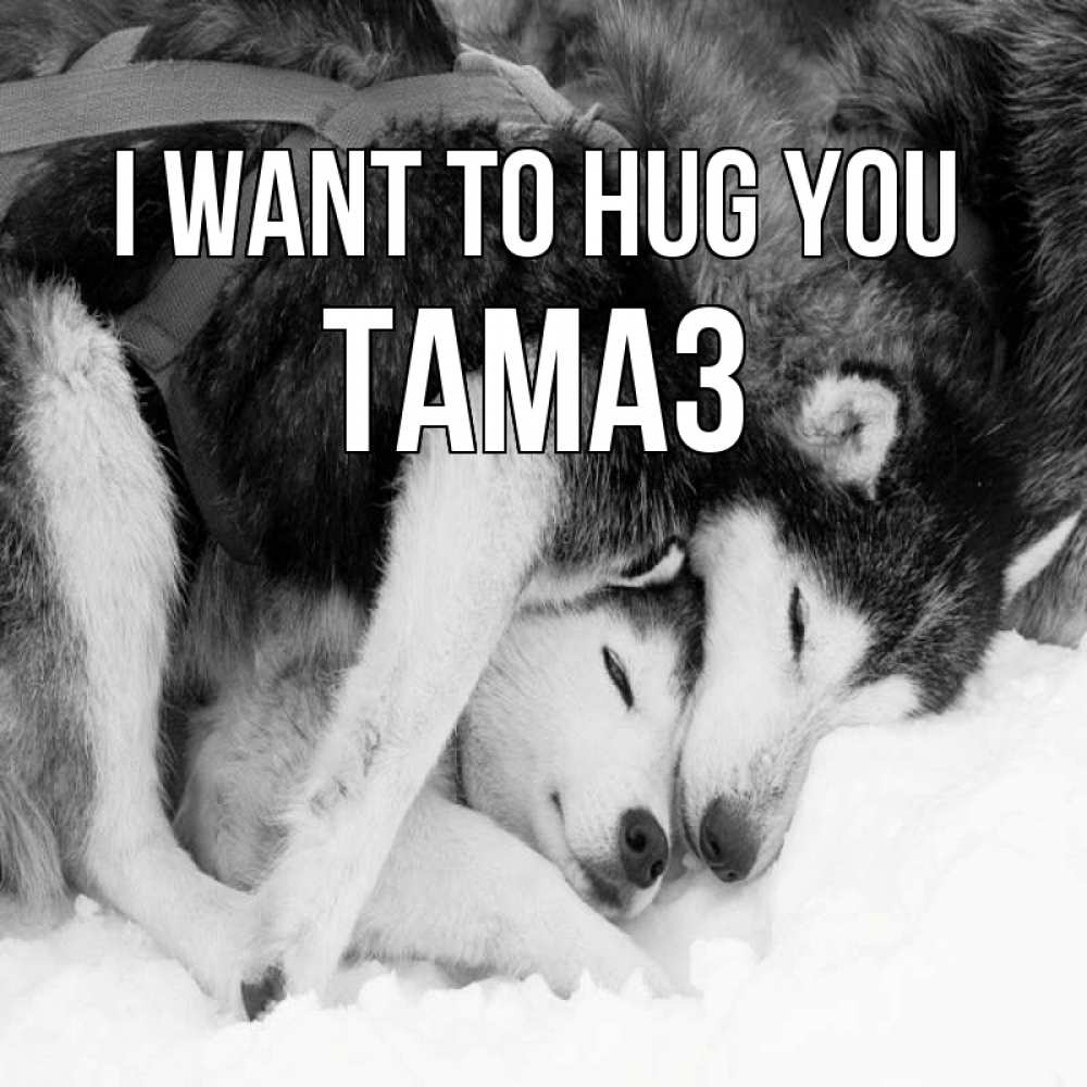 Greetings card с именем, Тамаз I want to hug you собачки в упряжке Greetings with text for free download 