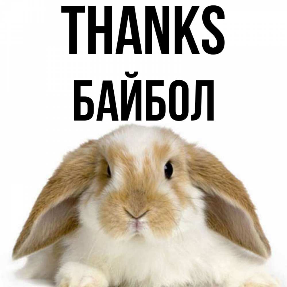 Greetings card с именем, Байбол Thanks коричнево белый заяц Greetings with text for free download 