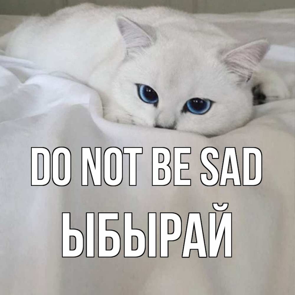 Greetings card с именем, ЫБЫРАЙ Do not be sad белый кот с голубыми глазами на белоснежной кровати Greetings with text for free download 