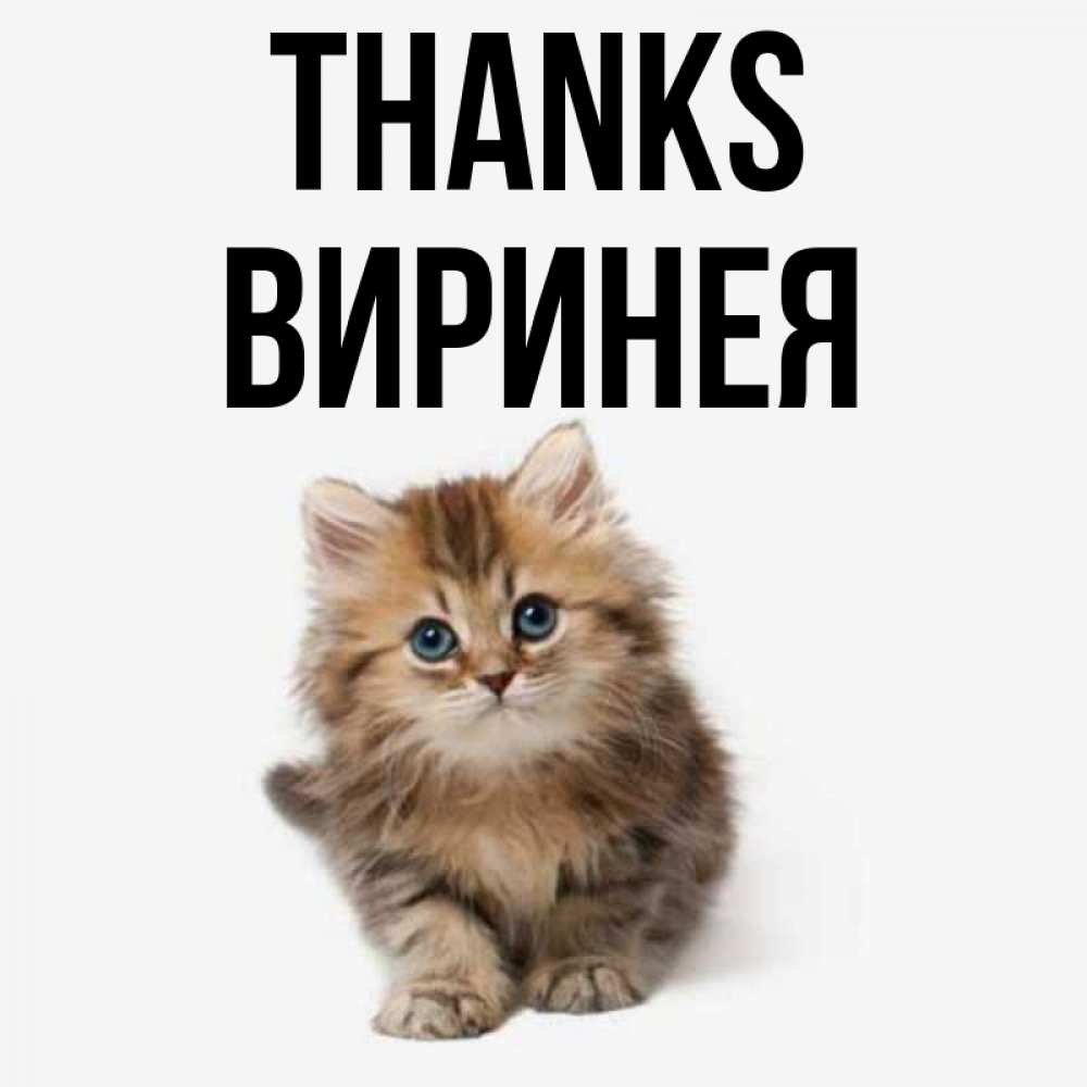 Greetings card с именем, Виринея Thanks пушистый котик Greetings with text for free download 