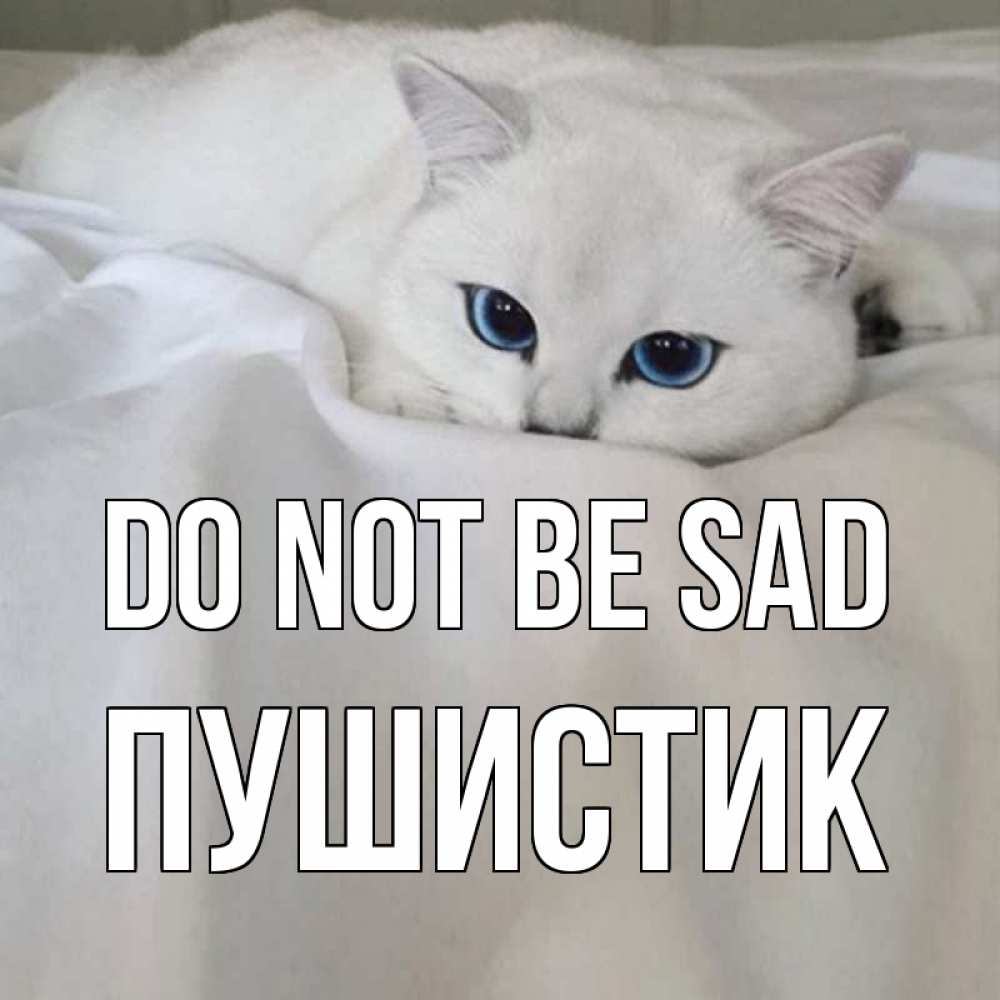 Greetings card с именем, Пушистик Do not be sad белый кот с голубыми глазами на белоснежной кровати Greetings with text for free download 