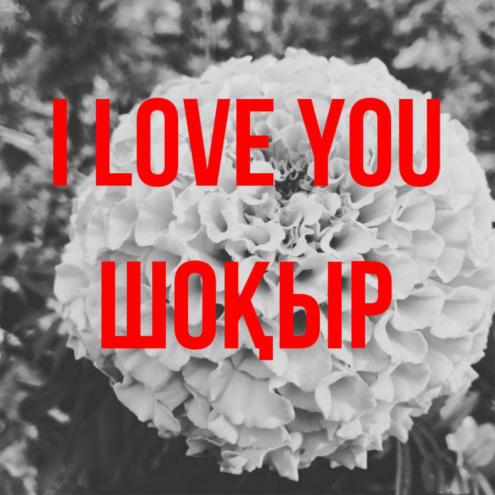 Greetings card с именем, ШОҚЫР I love you подпись Greetings with text for free download 