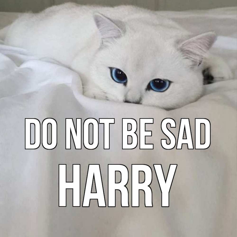 Greetings card с именем, Harry Do not be sad белый кот с голубыми глазами на белоснежной кровати Greetings with text for free download 
