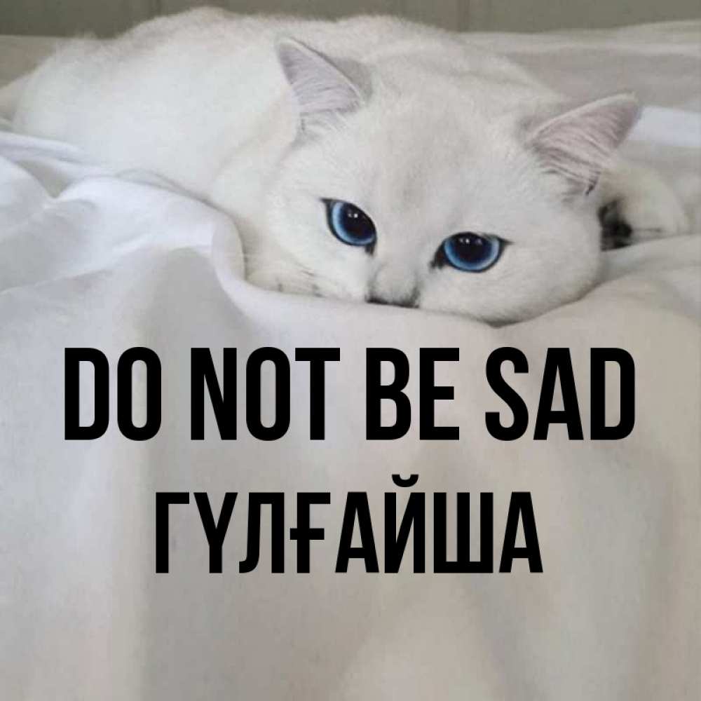 Greetings card с именем, ГҮЛҒАЙША Do not be sad Голубоглазая кошка Greetings with text for free download 