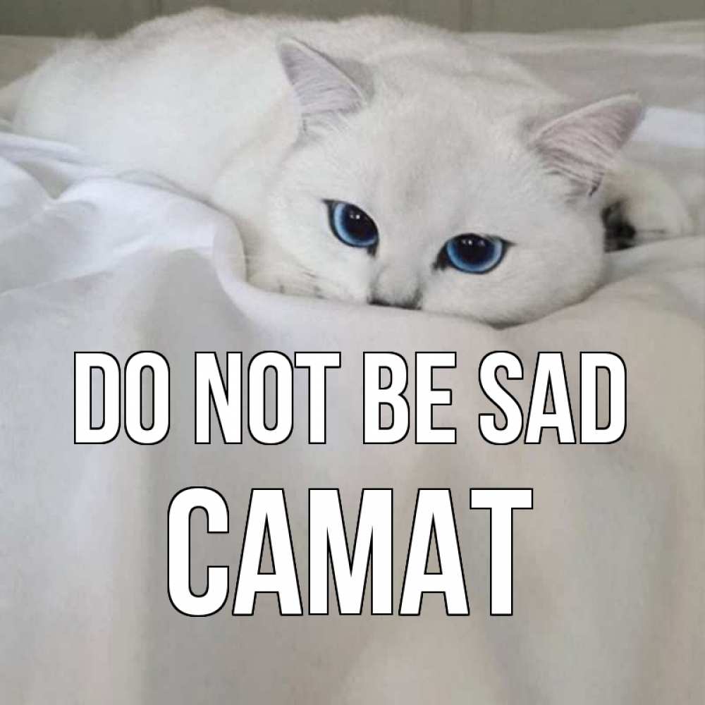 Greetings card с именем, САМАТ Do not be sad белый кот с голубыми глазами на белоснежной кровати Greetings with text for free download 