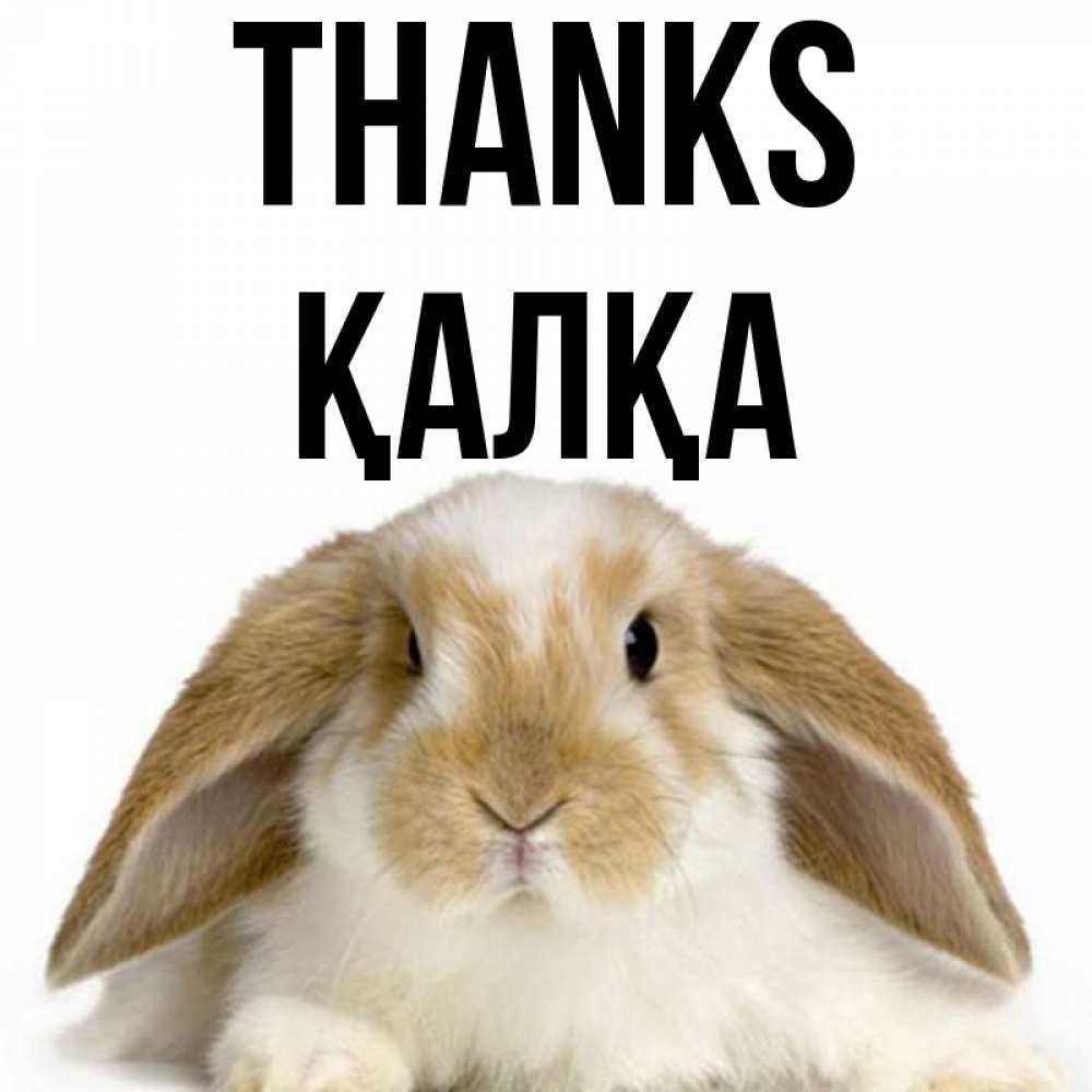 Greetings card с именем, Қалқа Thanks коричнево белый заяц Greetings with text for free download 